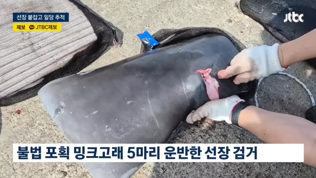 중국의 불법어업이나 일본의 포경산업을 욕하면 안되는 이유