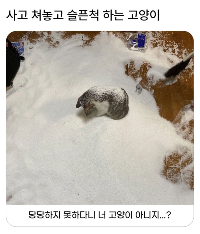 사고쳐놓고 슬픈척하는 고양이