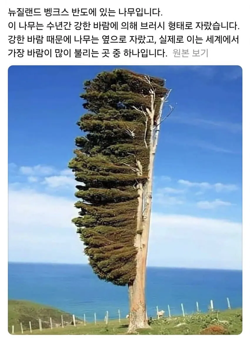 나무 칫솔