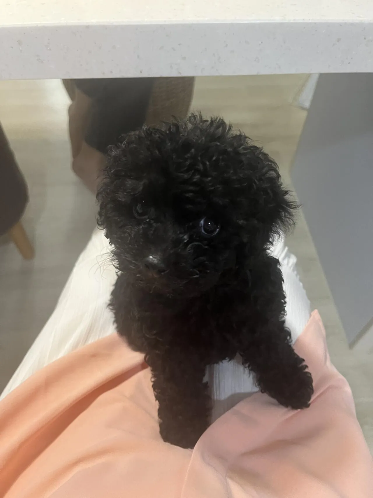 울 강아지 호비..!