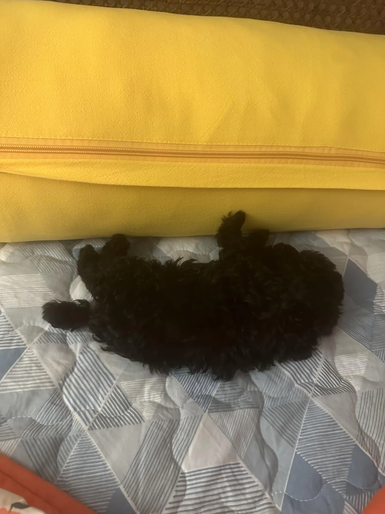 울 강아지 호비..!