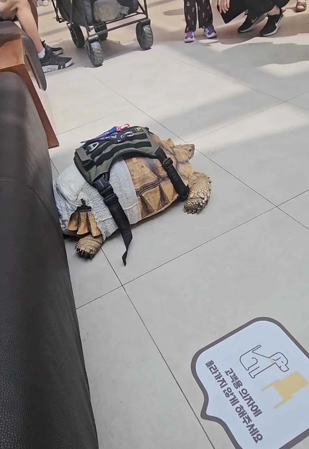 고양 스타필드에 나타난 거북이