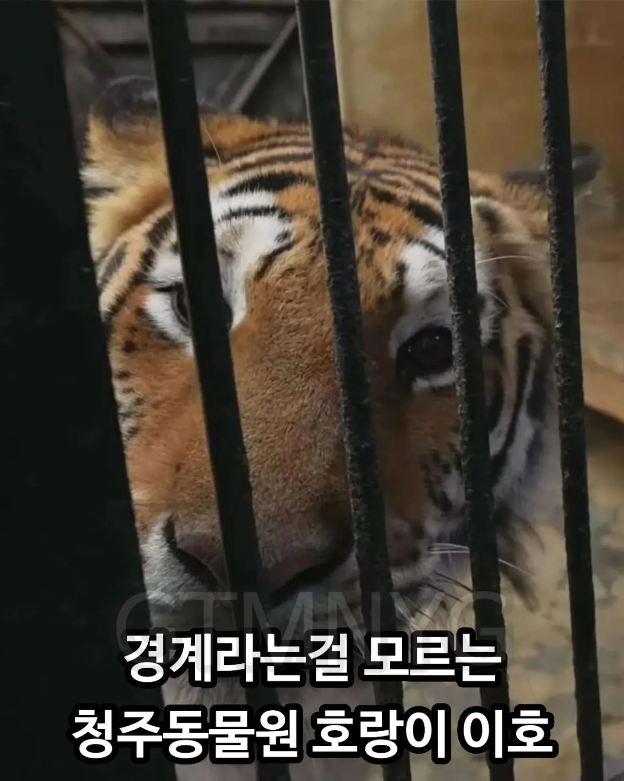 사람 좋아하던 청주동물원 호랑이 이호