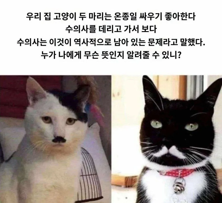히틀러 vs 스탈린 닮은꼴 고양이 짤