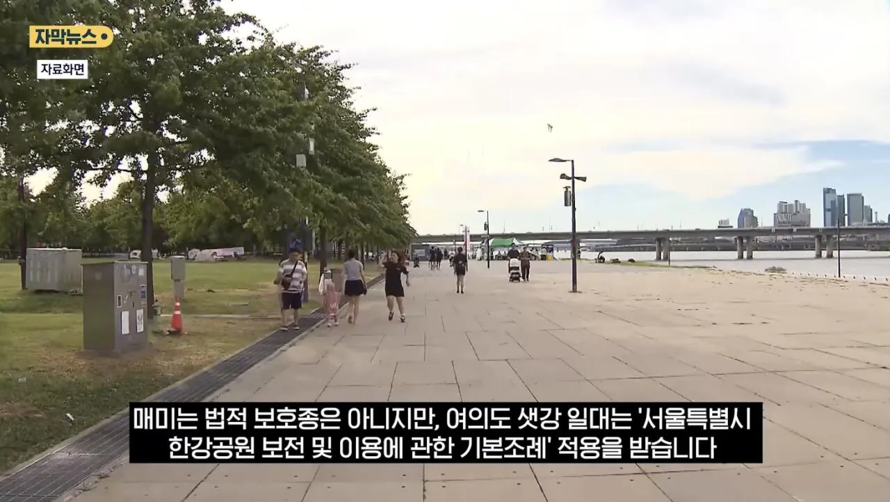 최근 한강공원에서 곤충 무단 채집 현수막을 건 이유