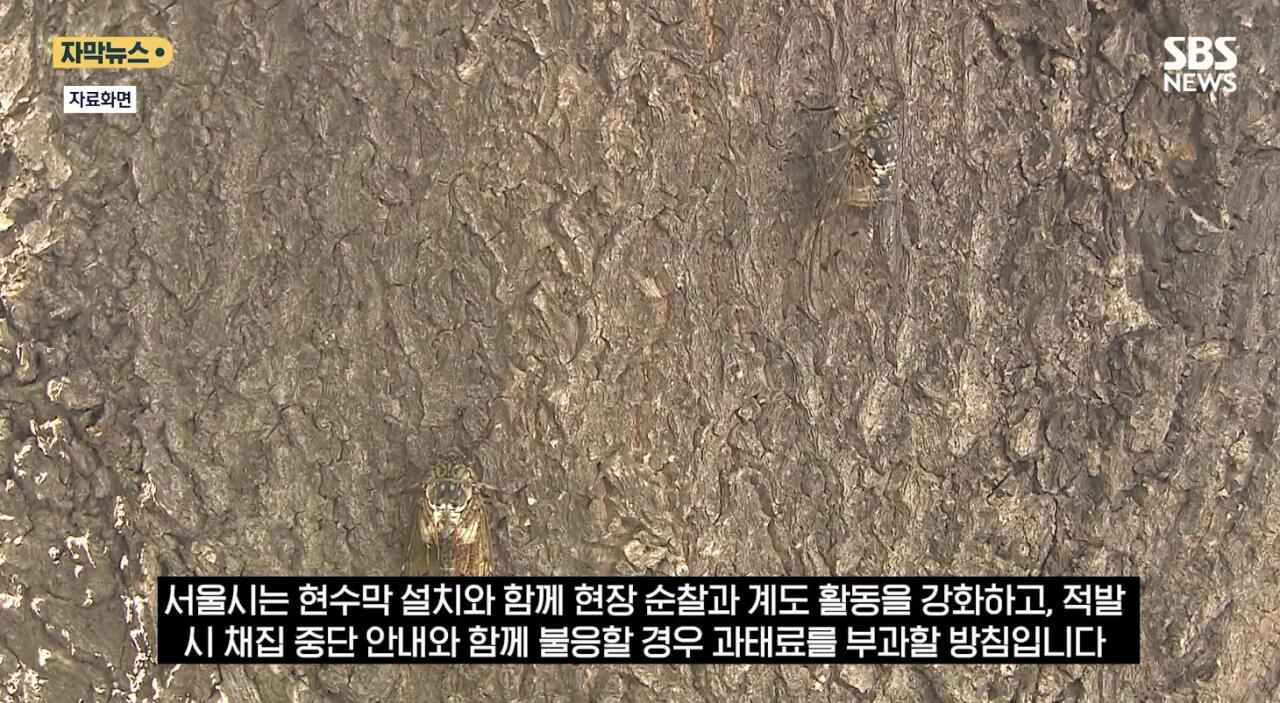 최근 한강공원에서 곤충 무단 채집 현수막을 건 이유