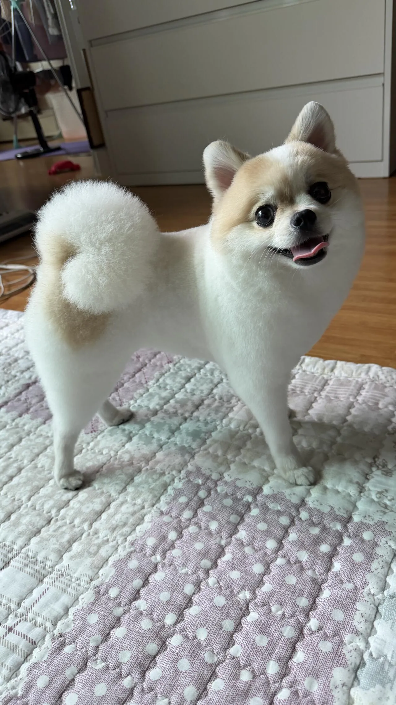 울집개 미용했는데 마크캐릭터같음
