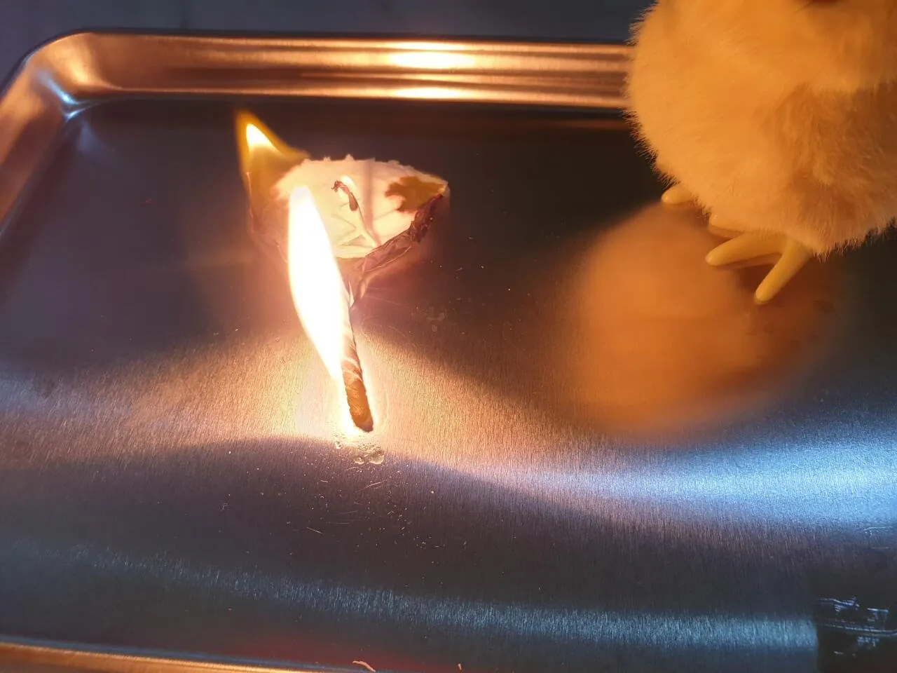 좆기새끼 화형식 치뤘다