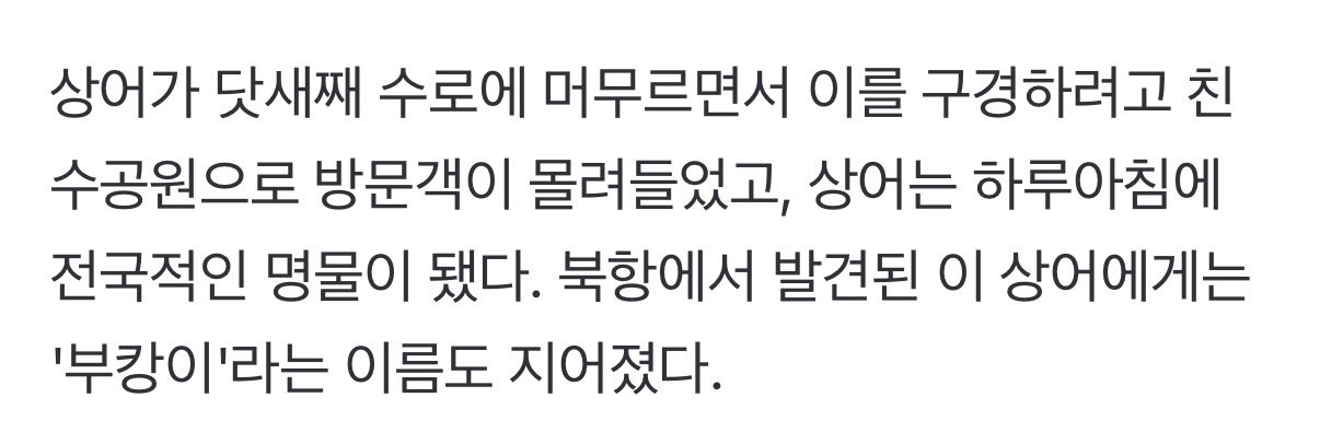 부산 상어 이름은 부캉이