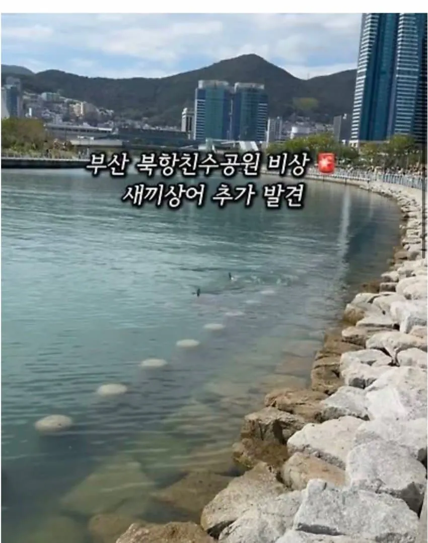 부산 상어가 새끼를 낳아서 못떠난다는데