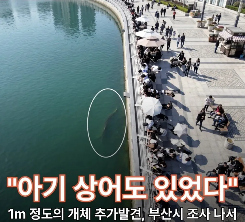 부산 상어가 새끼를 낳아서 못떠난다는데