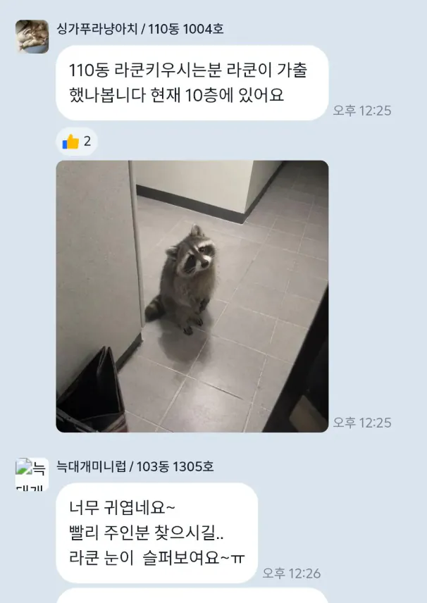 라쿤 주인 찾는 아파트 단톡방