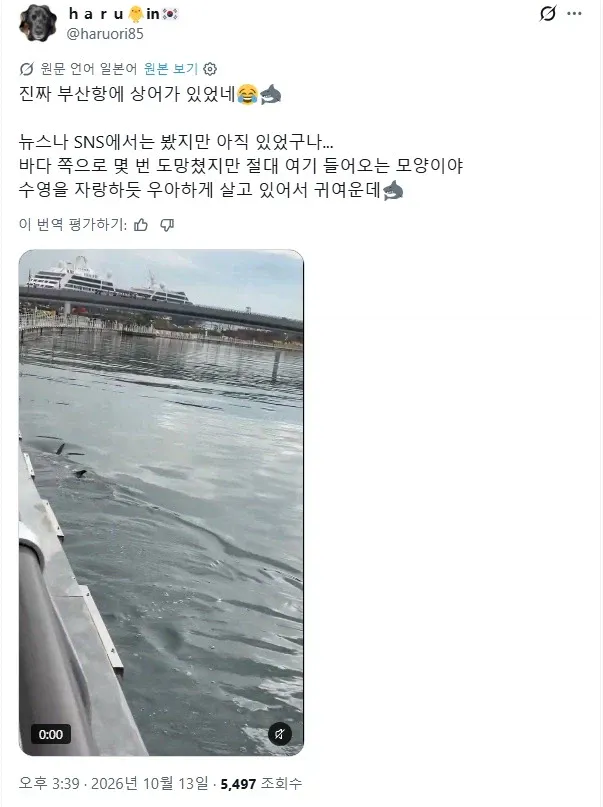 부산항 상어 부캉이 목격한 일본인