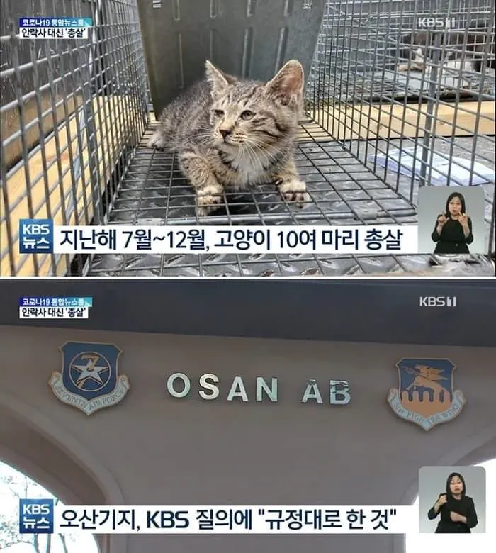 미군부대 길 고양이..