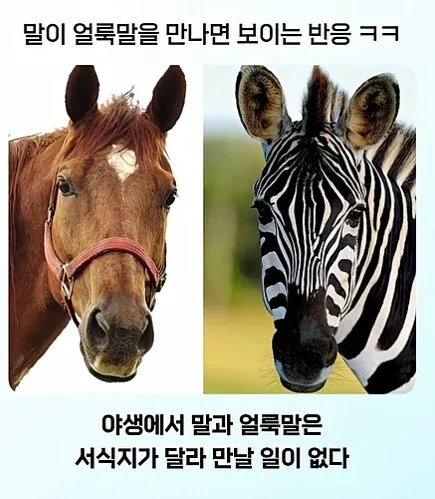 얼룩말을 처음 보고 충격받은 일반 말
