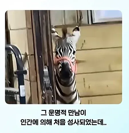 얼룩말을 처음 보고 충격받은 일반 말