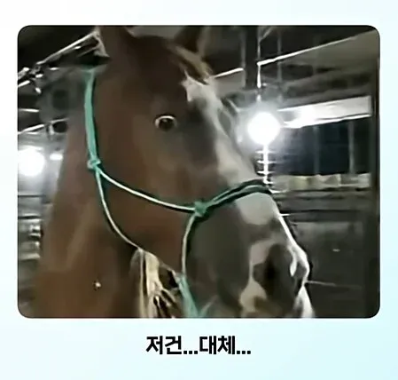 얼룩말을 처음 보고 충격받은 일반 말