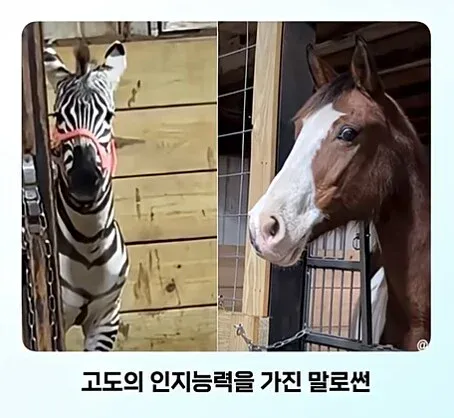 얼룩말을 처음 보고 충격받은 일반 말