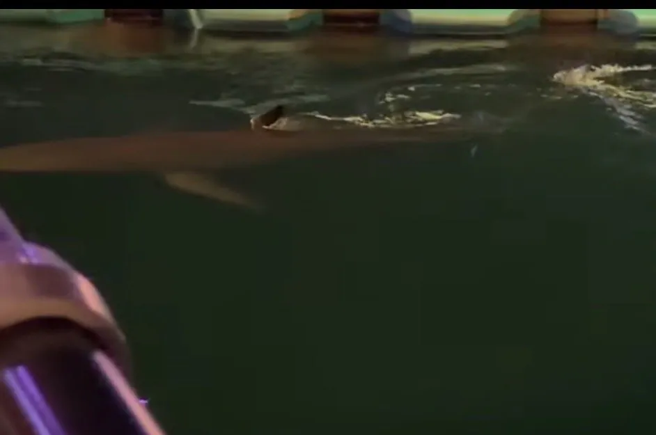 부캉이 아직 안갔음