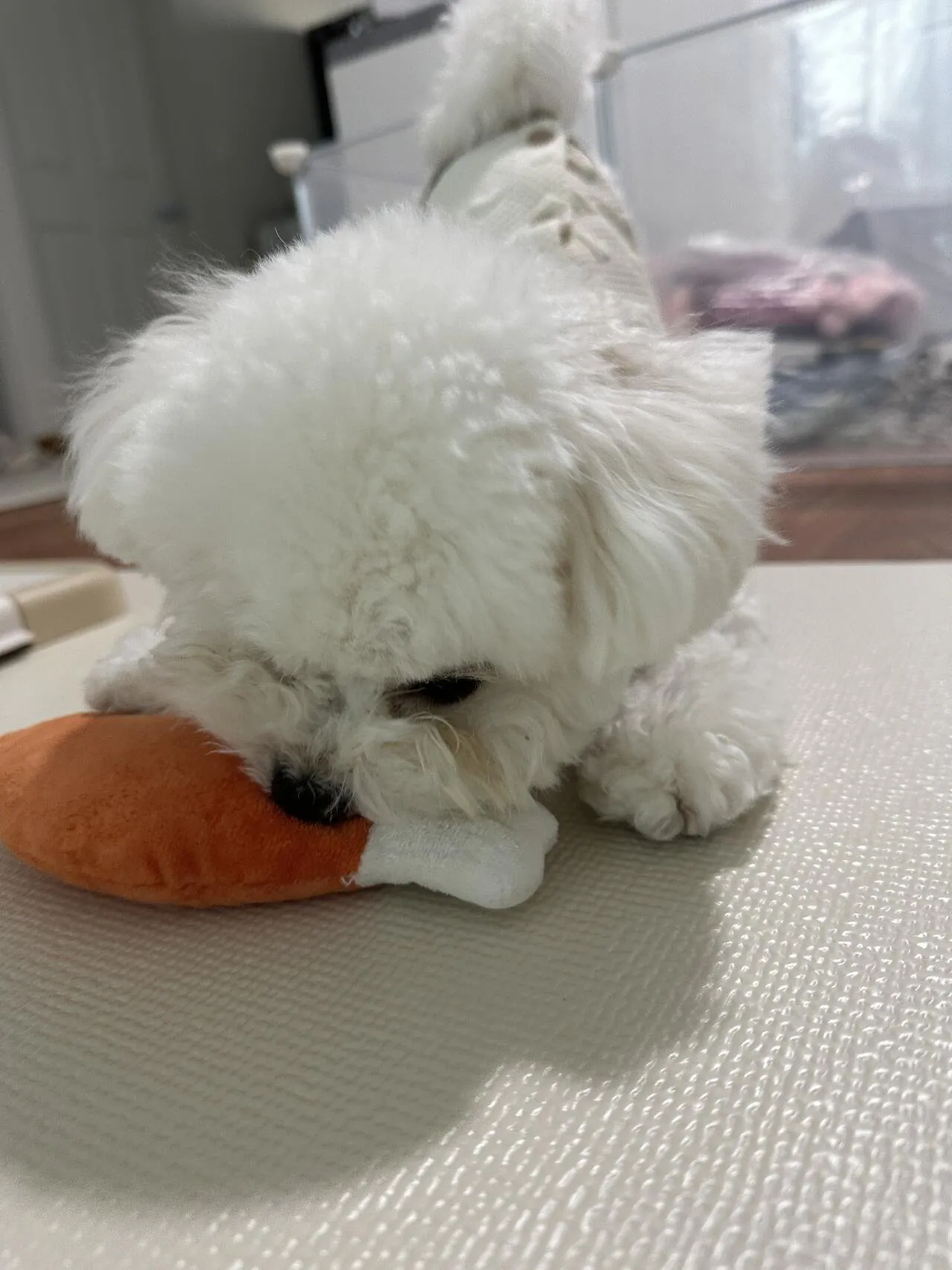 귀여운 강아지 보고가