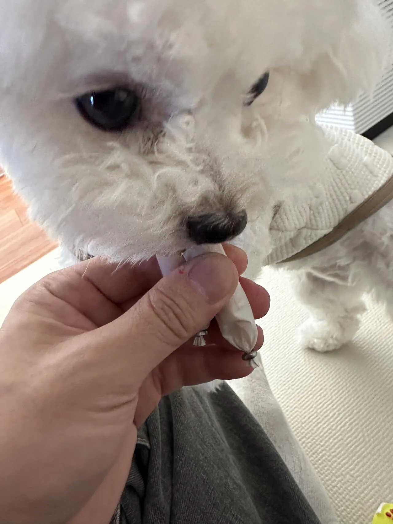 귀여운 강아지 보고가
