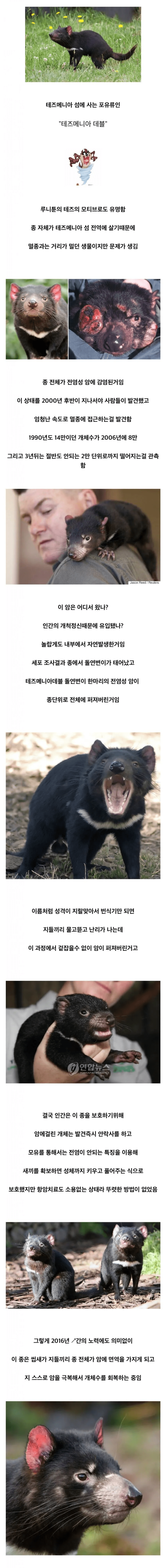초고속 진화로 살아남은 태즈메이니아 데빌